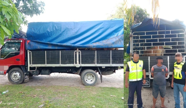 PGA tumpas cubaan seludup 11 ekor lembu